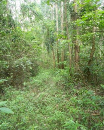 Imagem Terreno à Venda, 190.000 m² em Linha Olinda - Nova Petrópolis Imagem Terreno à Venda, 190.000 m² em Linha Olinda - Nova Petrópolis