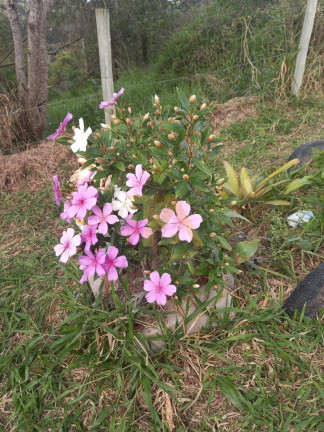 Imagem Imóvel com 2 Quartos à Venda, em Ribeirão De Imaruí - Imaruí Imagem Imóvel com 2 Quartos à Venda, em Ribeirão De Imaruí - Imaruí