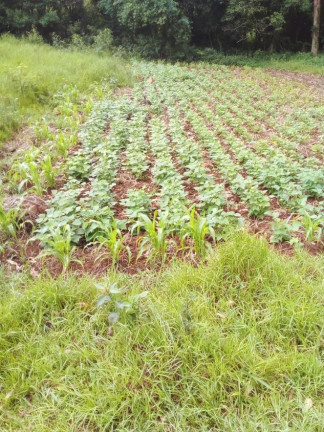 Chácara à Venda,  em Lagoa Dos Barros - Santo Antônio Da Patrulha