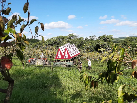 Imagem Imóvel com 3 Quartos à Venda, 310.000 m² em Vila Elvio - Piedade