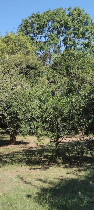 Imagem Chácara à Venda, 20.000 m² em Itapuã - Viamão Imagem Chácara à Venda, 20.000 m² em Itapuã - Viamão