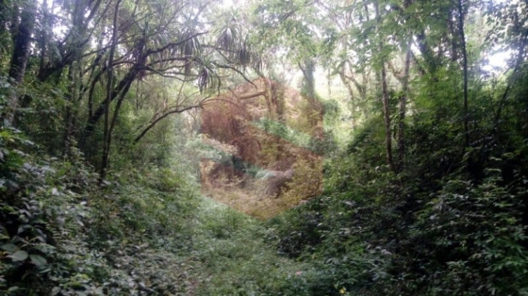 Imagem Chácara com 1 Quarto à Venda, 1 m² em Morro Do Cal - Campo Largo