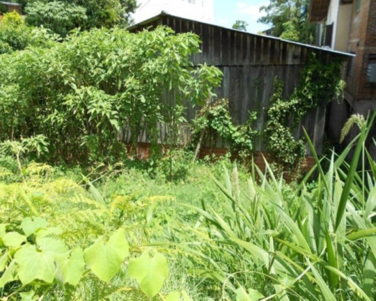 Imagem Terreno à Venda, 1.098 m² em Centro - Nova Petrópolis Imagem Terreno à Venda, 1.098 m² em Centro - Nova Petrópolis