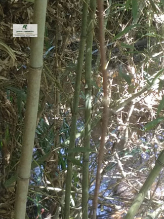 Imagem Terreno à Venda, 2.500 m² em Caetê - São Roque
