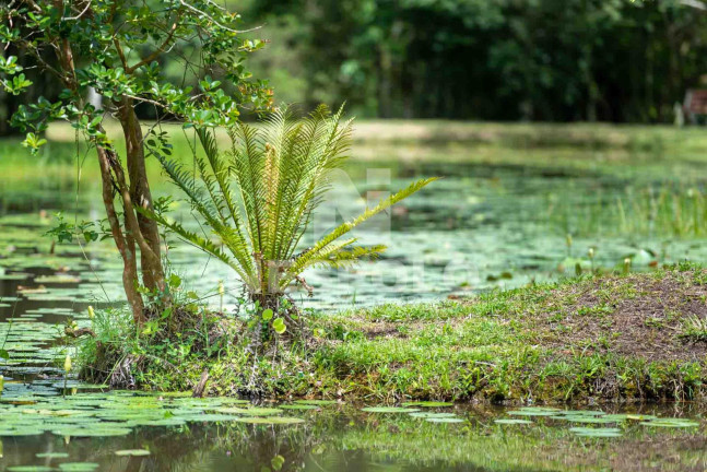 Imagem Terreno à Venda, em Rio Do Meio - Camboriu Imagem Terreno à Venda, em Rio Do Meio - Camboriu