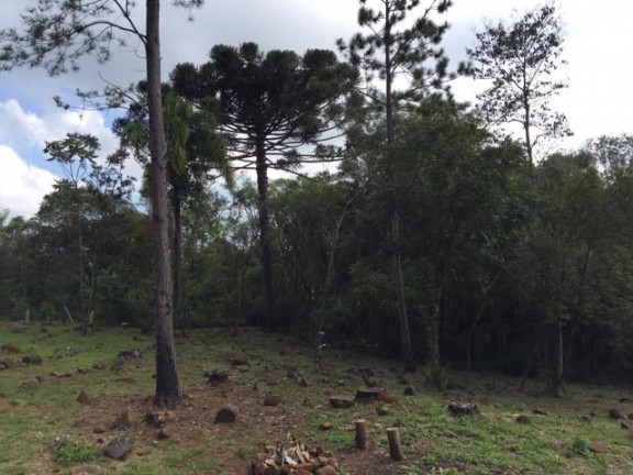 Imagem Imóvel à Venda, 5.000 m² em Santa Cruz Da Concórdia - Taquara Imagem Imóvel à Venda, 5.000 m² em Santa Cruz Da Concórdia - Taquara