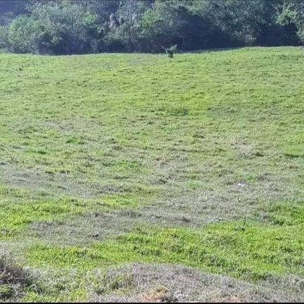 Imagem Chácara à Venda, 25.000 m² em Monte Belo - Taubaté Imagem Chácara à Venda, 25.000 m² em Monte Belo - Taubaté