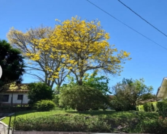 Imagem Imóvel à Venda, 480 m² em Centro - Nova Petrópolis
