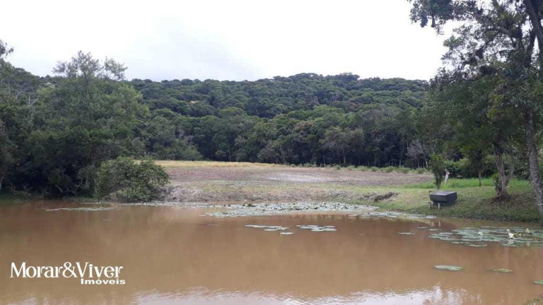 Imagem Chácara com 3 Quartos à Venda, 84.750 m² em Alexandra - Paranaguá