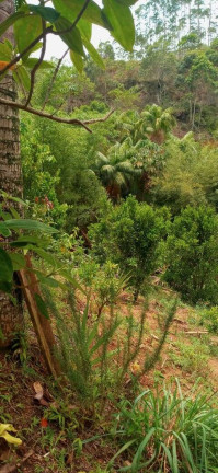 Imagem Chácara à Venda, 30.000 m² em Santa Maria De Marechal - Marechal Floriano Imagem Chácara à Venda, 30.000 m² em Santa Maria De Marechal - Marechal Floriano