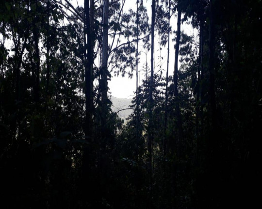 Imagem Imóvel à Venda, em Linha Olinda - Nova Petrópolis Imagem Imóvel à Venda, em Linha Olinda - Nova Petrópolis