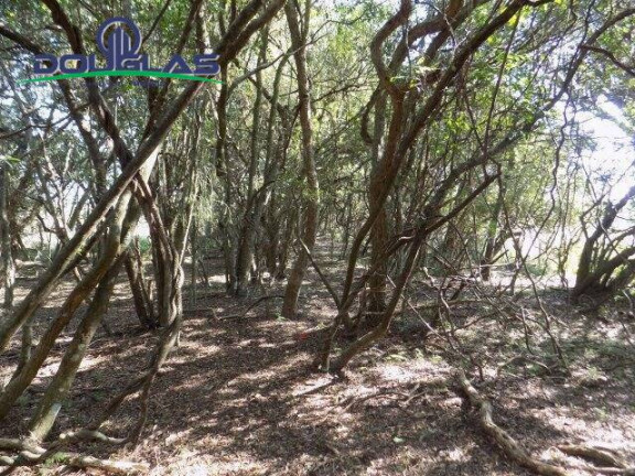 Imagem Chácara à Venda, 20.000 m² em águas Claras - Viamão Imagem Chácara à Venda, 20.000 m² em águas Claras - Viamão