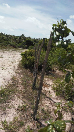 Imagem Terreno à Venda, 3.020 m² em Tibau Do Sul