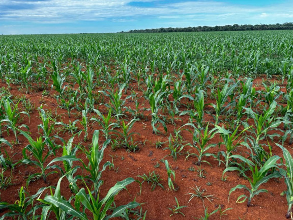 Imagem Fazenda à Venda, 9.700 m² em Rural - Pontes E Lacerda Imagem Fazenda à Venda, 9.700 m² em Rural - Pontes E Lacerda
