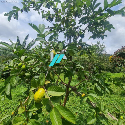 Imagem Fazenda à Venda, 50.000 m² em Corta Rio - Itatiaiuçu Imagem Fazenda à Venda, 50.000 m² em Corta Rio - Itatiaiuçu