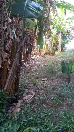 Imagem Terreno à Venda, 1.630 m² em Jardim Mariliza - São Paulo Imagem Terreno à Venda, 1.630 m² em Jardim Mariliza - São Paulo