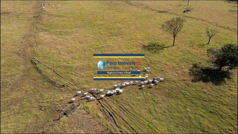 Imagem Imóvel com 13 Quartos à Venda, 274.000 m² em Jardim América - Ribeirão Preto Imagem Imóvel com 13 Quartos à Venda, 274.000 m² em Jardim América - Ribeirão Preto