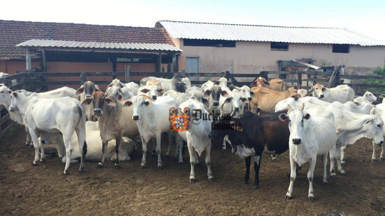 Imagem Fazenda à Venda, 1.258.400 m² em Estrada De São Vicente - Araruama Imagem Fazenda à Venda, 1.258.400 m² em Estrada De São Vicente - Araruama