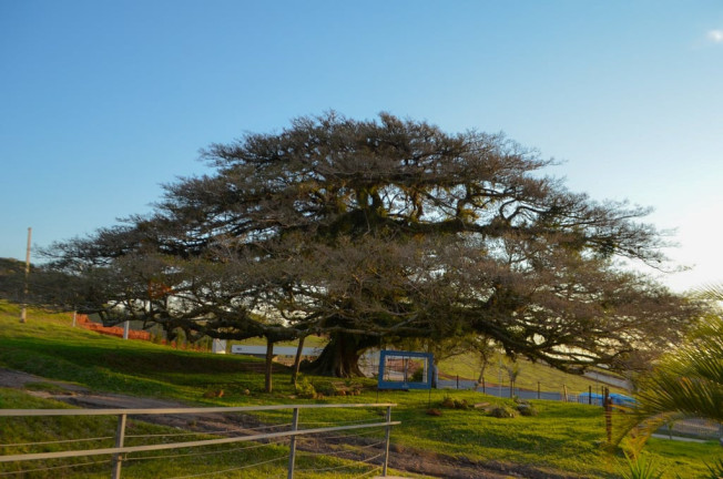 Imagem Terreno à Venda, 442 m² em Coronel Nassuca - Guaíba Imagem Terreno à Venda, 442 m² em Coronel Nassuca - Guaíba