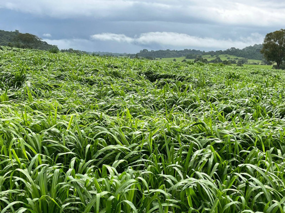 Imagem Fazenda à Venda, em Juara Imagem Fazenda à Venda, em Juara