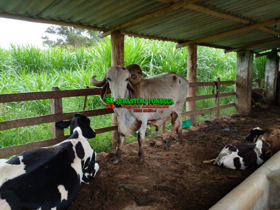 Imagem Chácara à Venda, 14 m² em área Rural De Guaratinguetá - Guaratinguetá Imagem Chácara à Venda, 14 m² em área Rural De Guaratinguetá - Guaratinguetá