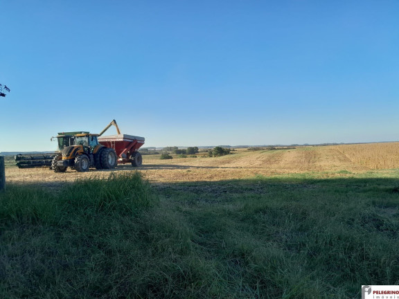Imóvel com 4 Quartos à Venda, 462 m² em Zona Rural - Tapes