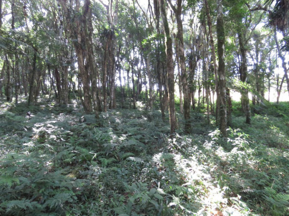 Imagem Terreno à Venda, 36.260 m² em Colonia Murici - São José Dos Pinhais Imagem Terreno à Venda, 36.260 m² em Colonia Murici - São José Dos Pinhais