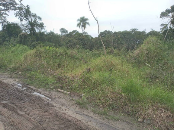 Imagem Terreno à Venda, 360 m² em Ervino - São Francisco Do Sul Imagem Terreno à Venda, 360 m² em Ervino - São Francisco Do Sul