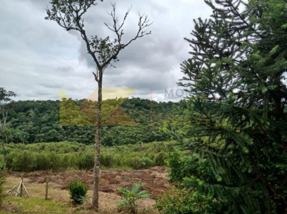 Imagem Fazenda à Venda, 64.288 m² em Barra Avencal - Rio Dos Cedros Imagem Fazenda à Venda, 64.288 m² em Barra Avencal - Rio Dos Cedros