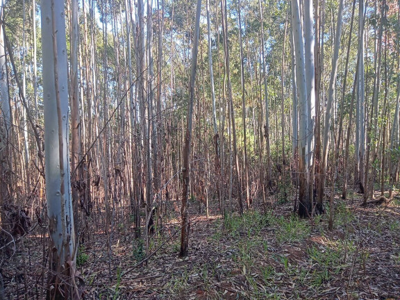 Imagem Chácara à Venda, 29.000 m² em Pimenta - Viamão Imagem Chácara à Venda, 29.000 m² em Pimenta - Viamão