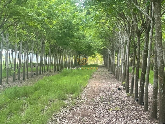Imagem Imóvel com 12 Quartos à Venda, 12.000 m² em Centro - Tocantins Imagem Imóvel com 12 Quartos à Venda, 12.000 m² em Centro - Tocantins