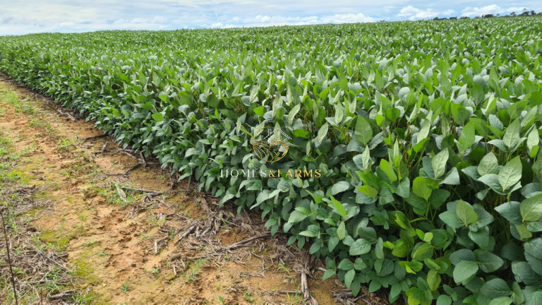 Imagem Imóvel com 3 Quartos à Venda, 43.000 m² em Zona Rural - Aurora Do Pará Imagem Imóvel com 3 Quartos à Venda, 43.000 m² em Zona Rural - Aurora Do Pará