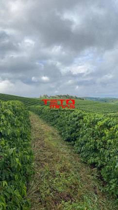 Imagem Imóvel à Venda, em Muzambinho - Muzambinho Imagem Imóvel à Venda, em Muzambinho - Muzambinho