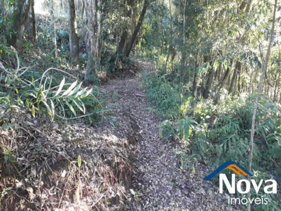 Imagem Imóvel à Venda, 60.000 m² em Linha Riachuelo - Nova Petrópolis