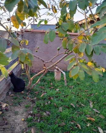 Imagem Chácara com 1 Quarto à Venda, 80 m² em Aponiã - Porto Velho