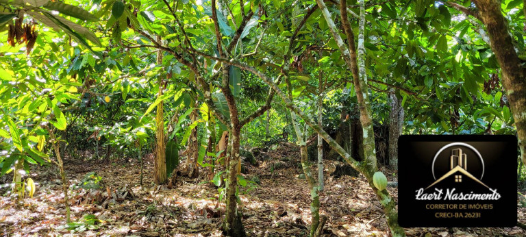 Imagem Fazenda à Venda, 8 m² em Zona Rural - Ubaitaba Imagem Fazenda à Venda, 8 m² em Zona Rural - Ubaitaba