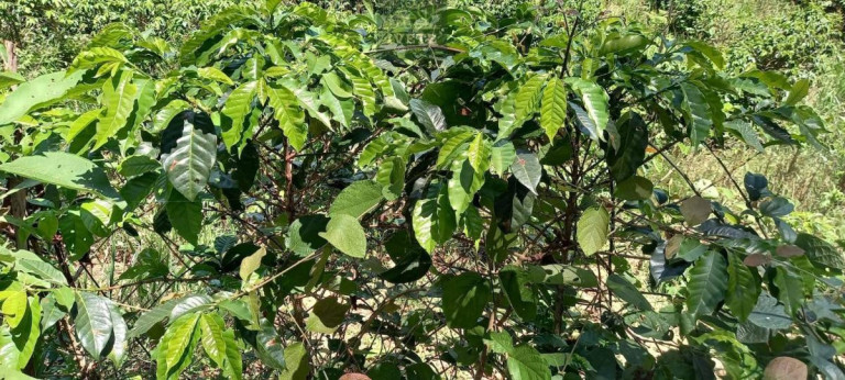 Terreno à Venda, 48.000 m² em Lagoa - Socorro