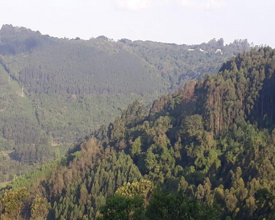 Imagem Imóvel à Venda, em Linha Olinda - Nova Petrópolis Imagem Imóvel à Venda, em Linha Olinda - Nova Petrópolis