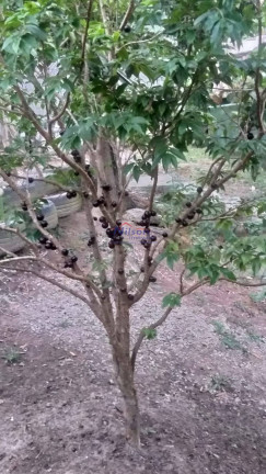 Imagem Casa com 1 Quarto à Venda, 1 m² em Guarulhos