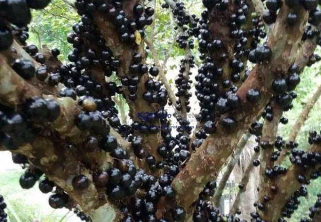 Imagem Fazenda à Venda, 841 m² em Ouro Fino - Santa Isabel