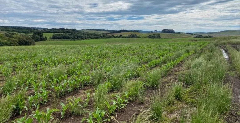 Imagem Fazenda à Venda, 104 m² em Localidade Azulega - Cambara Do Sul