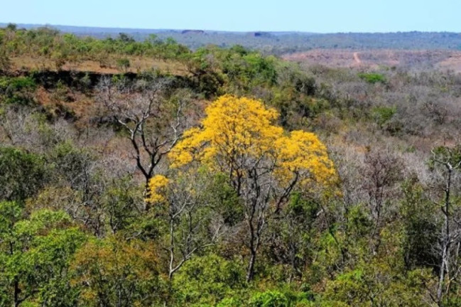 Imagem Imóvel à Venda, 343 m² em Area Rural São Gonçalo Do Gurguéia - São Gonçalo Do Gurguéia Imagem Imóvel à Venda, 343 m² em Area Rural São Gonçalo Do Gurguéia - São Gonçalo Do Gurguéia