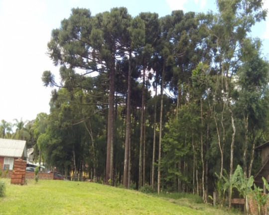 Imagem Imóvel com 1 Quarto à Venda, 7.500 m² em Linha Imperial - Nova Petrópolis