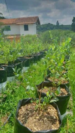Imagem Imóvel com 7 Quartos à Venda, 32.000 m² em Centro - Tijucas Do Sul