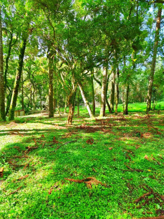 Imagem Chácara com 1 Quarto à Venda, 6.050 m² em Jardim Bela Vista - Balsa Nova Imagem Chácara com 1 Quarto à Venda, 6.050 m² em Jardim Bela Vista - Balsa Nova