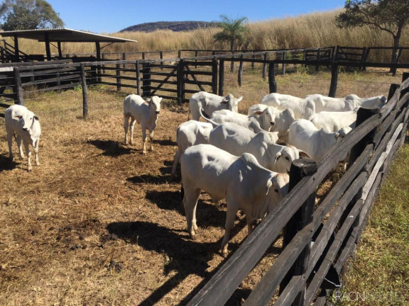 Imagem Fazenda à Venda, 11.470.800 m² em Zona Rural - Paranã Imagem Fazenda à Venda, 11.470.800 m² em Zona Rural - Paranã