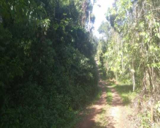Imagem Terreno à Venda, 3 m² em Linha Pirajá Alta - Nova Petrópolis Imagem Terreno à Venda, 3 m² em Linha Pirajá Alta - Nova Petrópolis