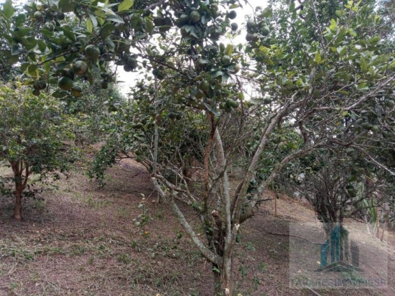 Imagem Chácara com 2 Quartos à Venda, 3.000 m² em Chácaras Vista Alegre - Arujá Imagem Chácara com 2 Quartos à Venda, 3.000 m² em Chácaras Vista Alegre - Arujá