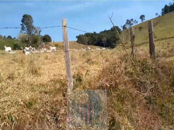 Imagem Imóvel com 4 Quartos à Venda, 540.628 m² em Zona Rural - Biguatinga