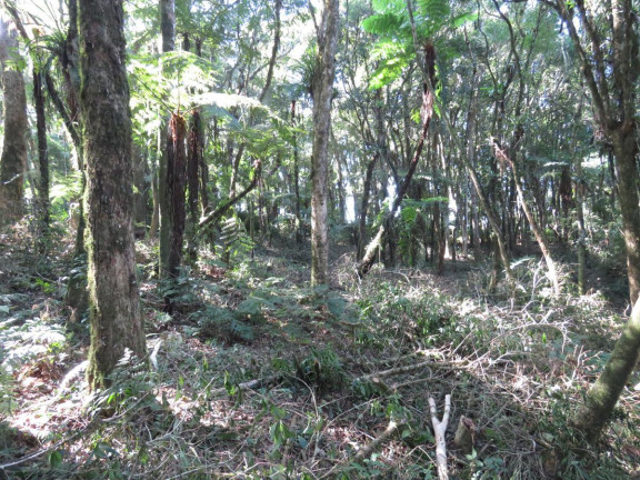 Imagem Terreno à Venda, 36.260 m² em Colonia Murici - São José Dos Pinhais Imagem Terreno à Venda, 36.260 m² em Colonia Murici - São José Dos Pinhais